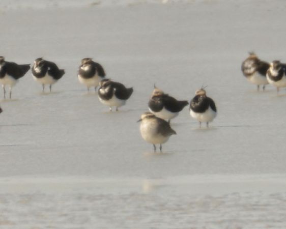 Sociable Lapwing 