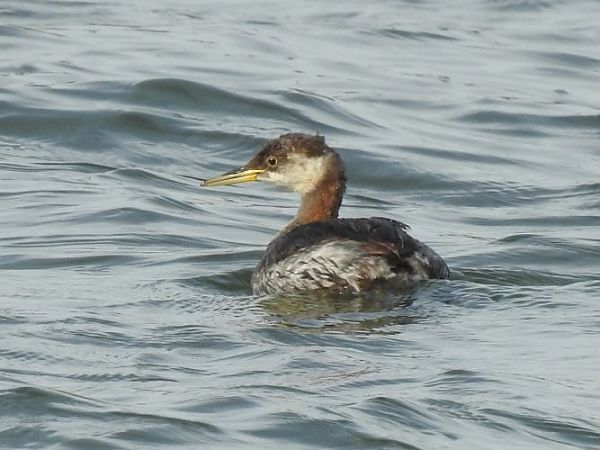 Grèbe jougris  - Jörg Schmitz
