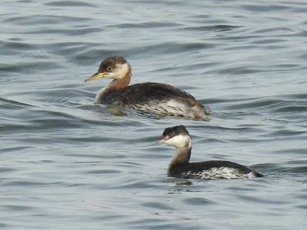 Grèbe jougris  - Jörg Schmitz