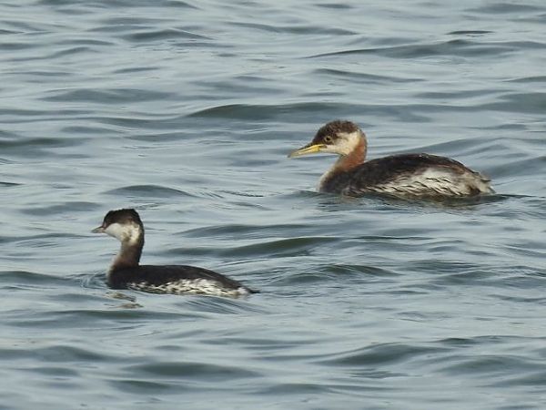 Grèbe esclavon  - Jörg Schmitz