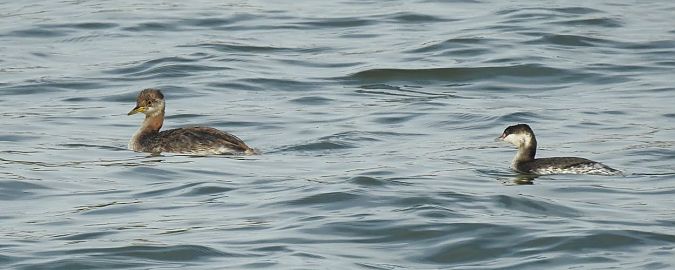 Grèbe esclavon  - Jörg Schmitz