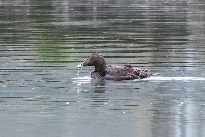Common Eider  - Klaus Laimer