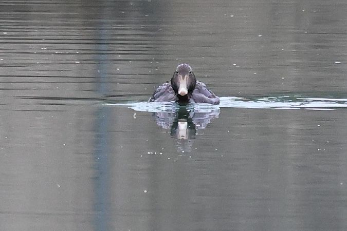 Eider à duvet  - Klaus Laimer