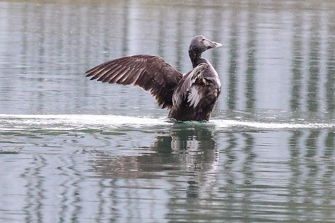 Eider à duvet  - Klaus Laimer