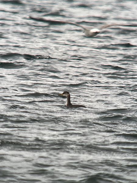 Grèbe jougris  - Oliver Kail