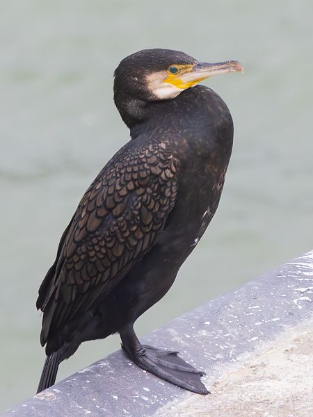 Grand Cormoran (ssp. carbo)  - Peter Wittemann