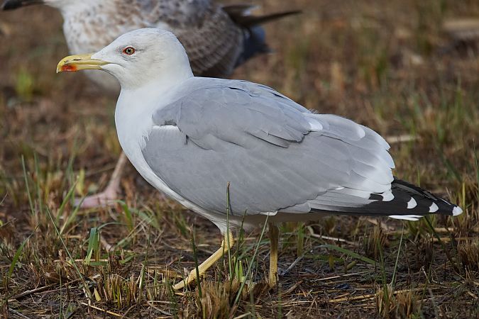 Goéland hybride indéterminé  - Wolfgang Schweighofer