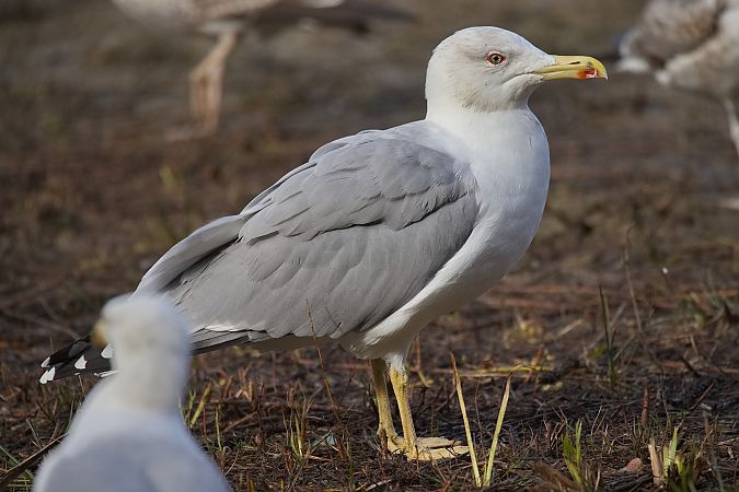 Goéland hybride indéterminé  - Wolfgang Schweighofer