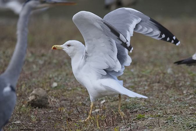 Goéland hybride indéterminé  - Wolfgang Schweighofer