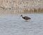 Ibis falcinelle  - Gerhard Rieder