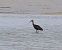 Ibis falcinelle  - Gerhard Rieder
