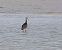 Ibis falcinelle  - Gerhard Rieder