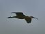Glossy Ibis  - Lydia Brühwasser
