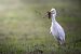 Western Cattle Egret  - Timm Hölzel