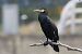 Grand Cormoran (ssp. carbo)  - Bernhard Zens