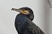 Grand Cormoran (ssp. carbo)  - Bernhard Zens