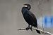 Grand Cormoran (ssp. carbo)  - Bernhard Zens