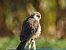 Red-footed Falcon  - Bruno Pichler