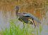 Ibis falcinelle  - Gerald Puchberger