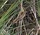 Phragmite aquatique  - Karl Heinz Krainer
