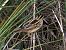 Phragmite aquatique  - Karl Heinz Krainer
