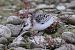 Bécasseau sanderling  - Jiri Vratny