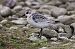 Bécasseau sanderling  - Jiri Vratny