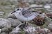Bécasseau sanderling  - Jiri Vratny