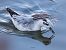 Phalarope à bec large  - Michael Hafner