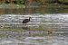 Ibis falcinelle  - Anonyme