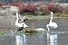 Ibis falcinelle  - Anonyme