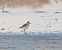 Grey Plover 