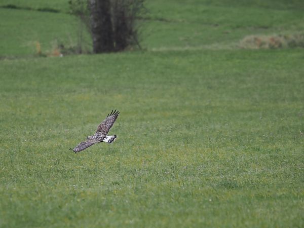 Buse pattue  - Klaus Pöschl