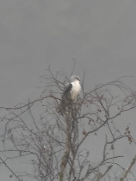 Élanion blanc  - Maximilian Platzgummer Nagy