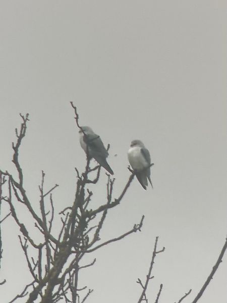 Élanion blanc  - Maximilian Platzgummer Nagy