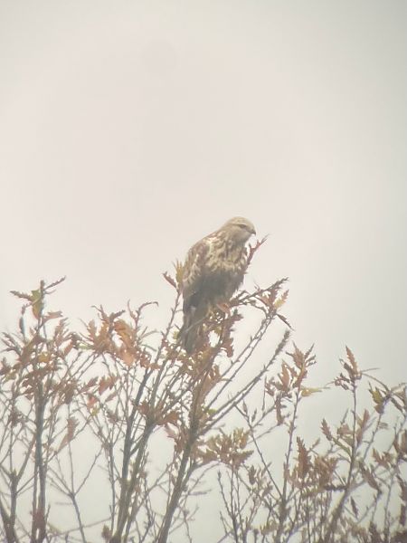 Buse pattue  - Maximilian Platzgummer Nagy