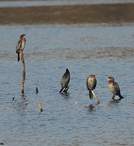 Cormoran pygmée  - Florian Hanslmayr