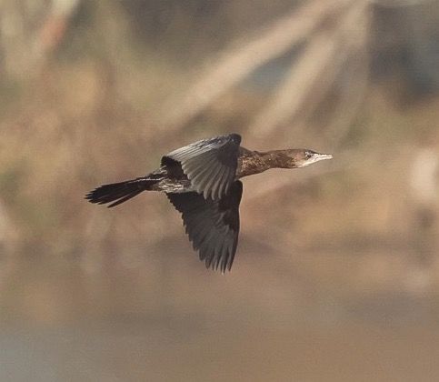 Cormoran pygmée  - Florian Hanslmayr