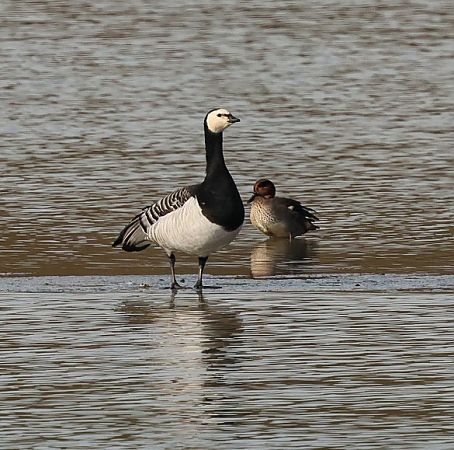 Bernache nonnette  - Florian Hanslmayr