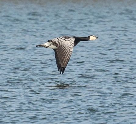 Bernache nonnette  - Florian Hanslmayr