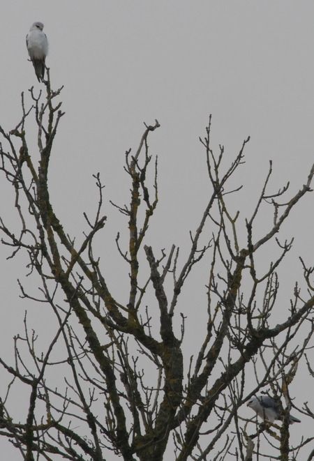 Élanion blanc  - Anita Rantschl