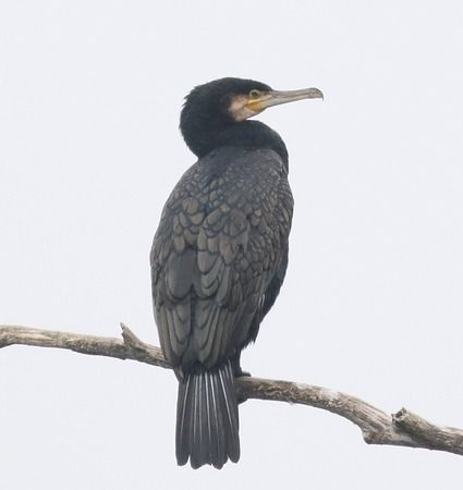 Grand Cormoran (ssp. carbo)  - Clemens Schlosser