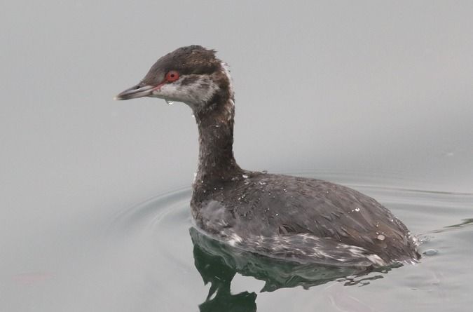 Grèbe esclavon  - Clemens Schlosser