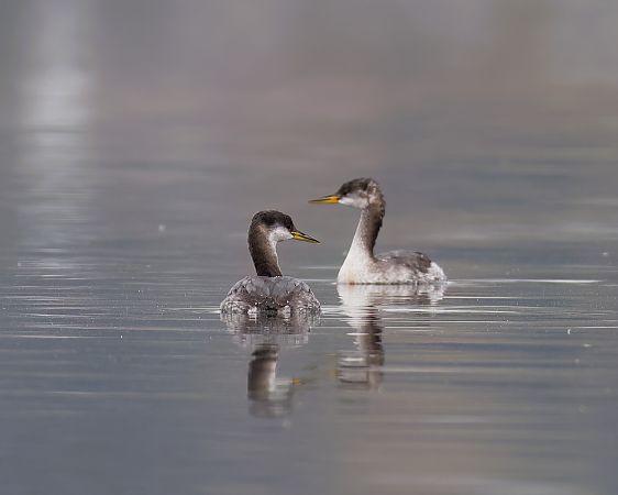 Grèbe jougris  - Gerhard Rieder