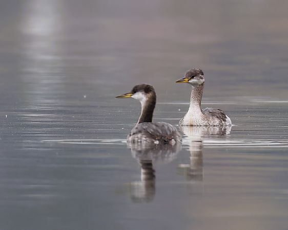 Grèbe jougris  - Gerhard Rieder