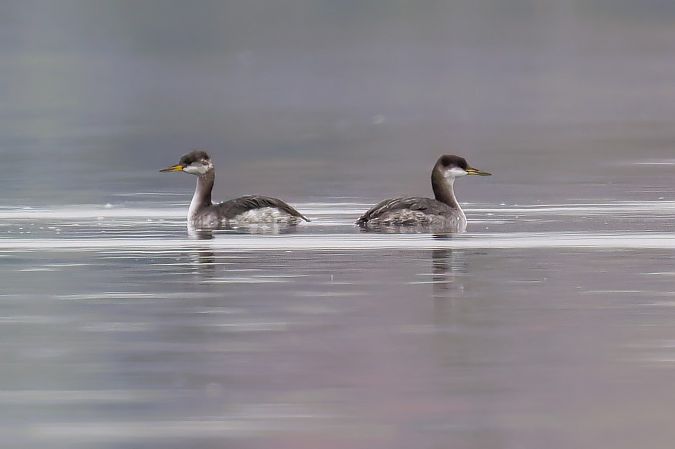 Grèbe jougris  - Gerhard Rieder
