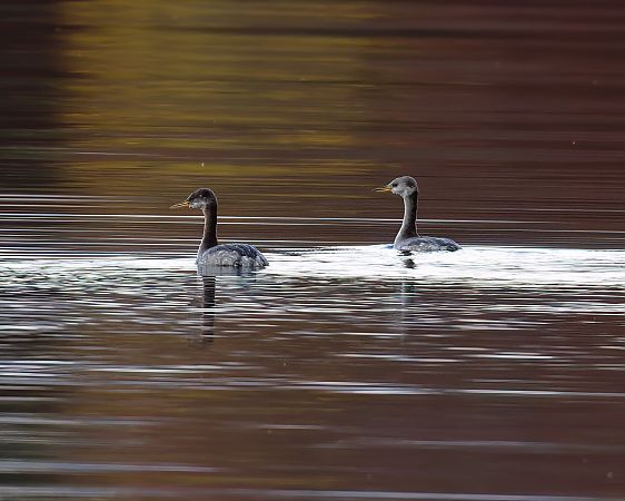 Grèbe jougris  - Gerhard Rieder