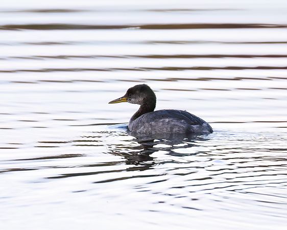 Grèbe jougris  - Gerhard Rieder