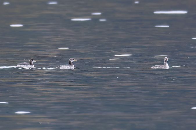 Grèbe jougris  - Gerhard Rieder