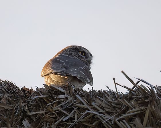 Chevêche d'Athéna  - Gerhard Rieder